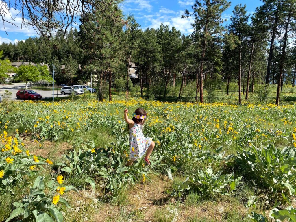 Dilworth Mountainに咲くOkanagan Sunflowers