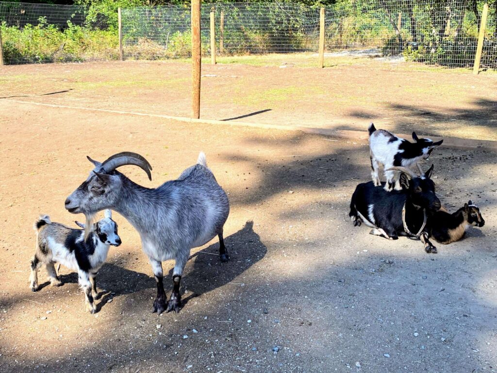 カンガルーファームの山羊達