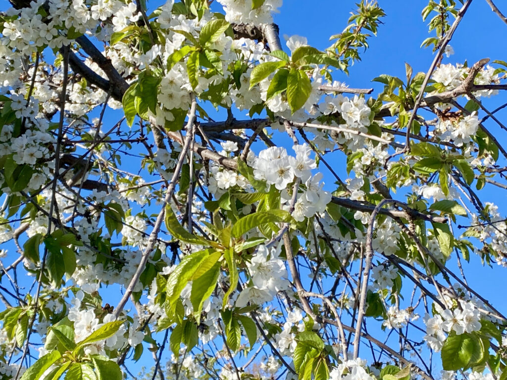 ケロウナのチェリーツリーの花