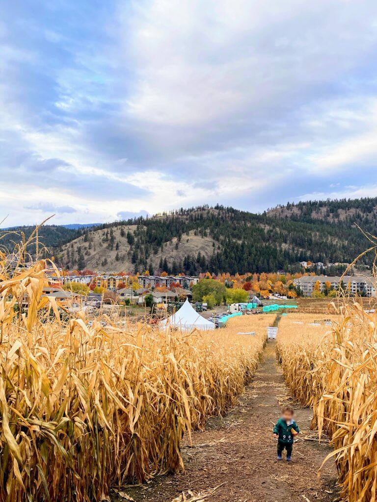 Kelowna Corn Maze