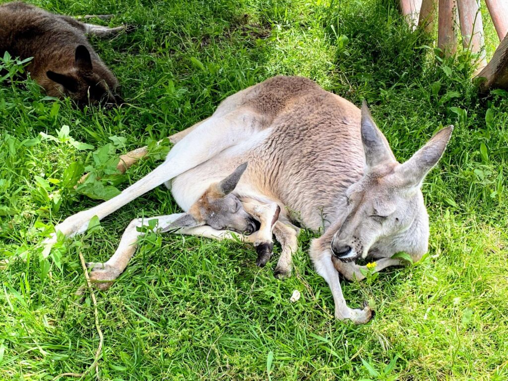 ケロウナ カンガルーファームの親子カンガルー