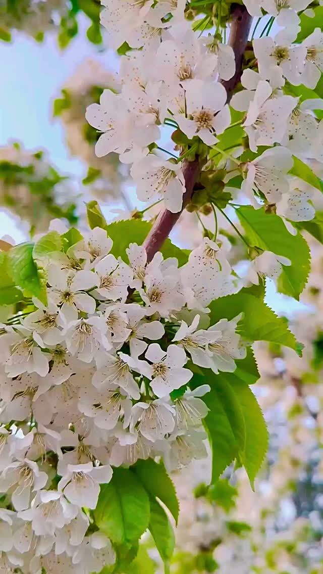 April shower brings May flowers, と言う言葉があるように、今年のケロウナの春は雨が多かったからか、特別にお花が綺麗な気がします🌸

チェリーの花🍒、オカナガンサンフラワー🌻、チューリップ🌷、アプリコットの花🍑、ライラックなどなど。

暑過ぎにならないこの春のうちに、ケロウナ散歩やハイキングを楽しんでくださいね！

📍Kelowna, BC

【ケロウナ現地情報発信中🍎】
ケロウナの情報ブログはプロフのリンクから👇
@kelownainfo_jp
https://kelownainfo.jp

.
.
.

#ケロウナ #ケロウナ生活 #ケロウナ観光 #ケロウナ留学 #ケロウナワーホリ #kelowna #kelownabc #okanagan #britishcolumbia #カナダ #kelownablossoms