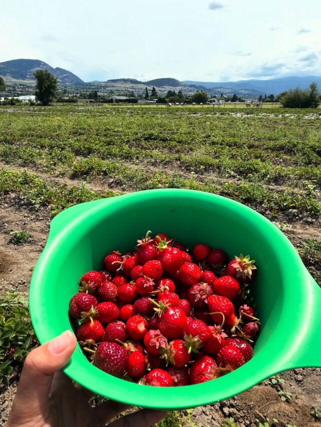 いちご狩り🍓🤩に行ってきました！スーパーのガリガリ野菜ふういちごとはもはや同じ果物とは思えないほど、ファームのいちごは小粒でキラキラ、宝石のよう✨柔らかく甘みがギュッと詰まっていて、いくらでも食べられちゃいます🥹

木になる果物と違って、子どもも狩りに貢献してくれました🍓

場所はRutlandおぎさん向かい隣のTejay’s Farm。U-pickとは書いてないので穴場なのか、私たちの他には誰もおらず取り放題🤩

U-pick🍓は$4/lbs🍒はバケツで$10、これだけ買って$18🤩向かいにもいちごのU-pickがありました。

📍Tejay’s Farm
1844 Rutland Rd N, Kelowna, BC V1X 4Z6

モール近くのKelowna Fruits n Veggiesは７月下旬からU-pick始まるそうです！

【ケロウナ現地情報発信中🍎】
ケロウナの情報ブログはプロフのリンクから👇
@kelownainfo_jp
https://kelownainfo.jp

.
.
.

#ケロウナ #ケロウナ生活 #ケロウナ観光 #ケロウナ留学 #ケロウナワーホリ #kelowna #kelownabc #okanagan #britishcolumbia #カナダ #いちご狩り #U-pick
